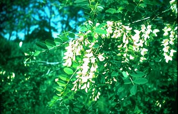 Locust tree, Robinia pseudoacacia